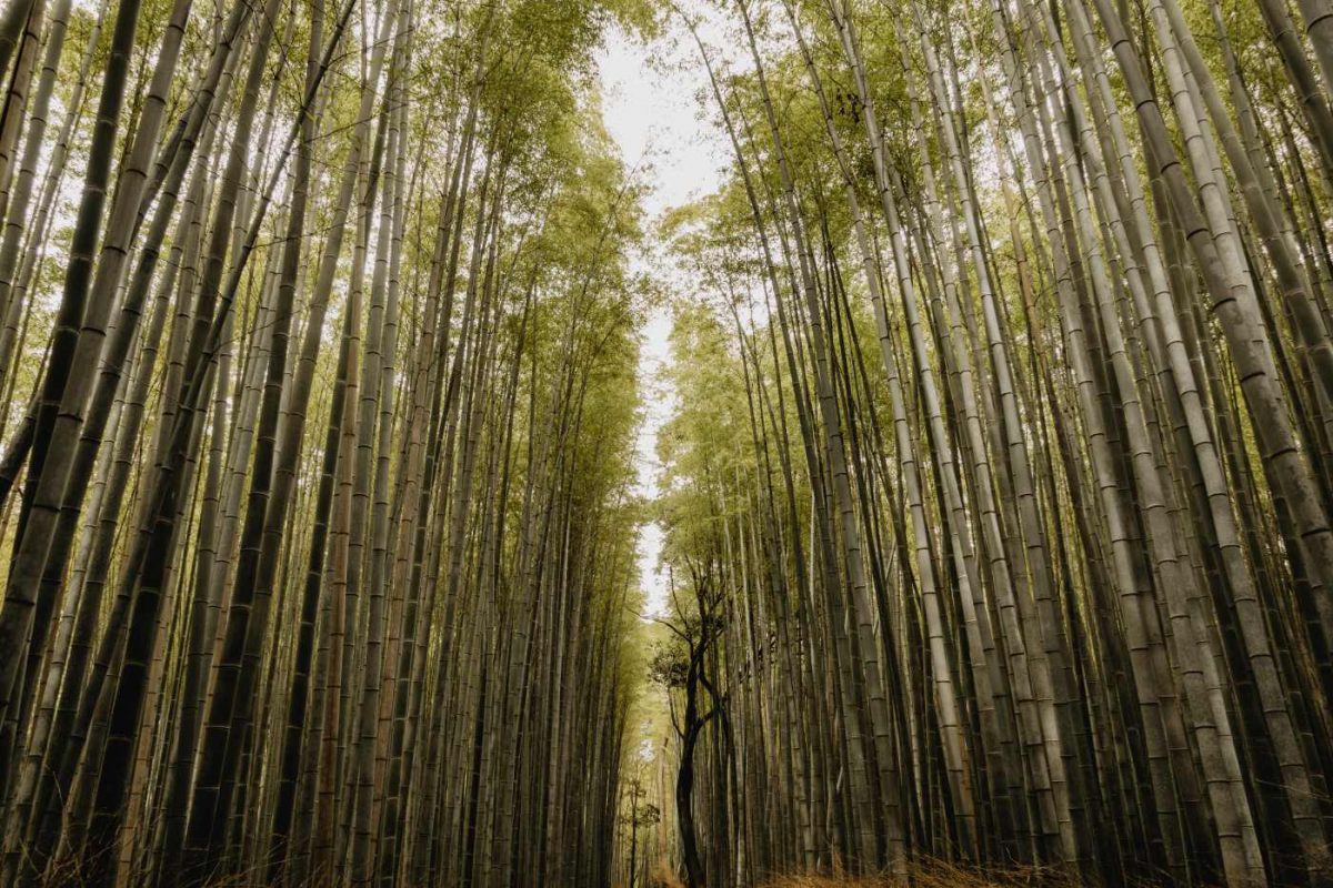 Was kostet eine Reise nach Japan?